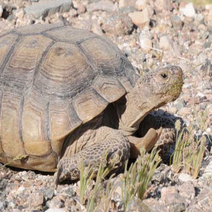 Desert Tortoise | Oakland Zoo